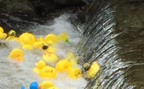 Lyme Regis duck race